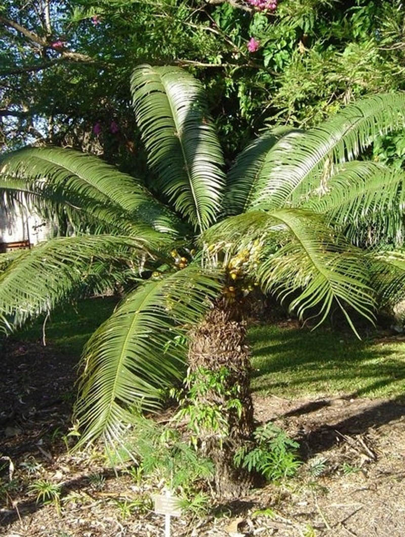 Herbalkart The Online Herbal Store Jangli Madan Must Ka Phul Madana Kama Poo The poem is believed to have been composed between 1721 and 1732. jangli madan must ka phul madana kama poo