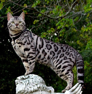 Bengal cat