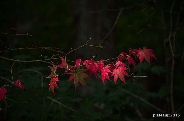 春の紅葉