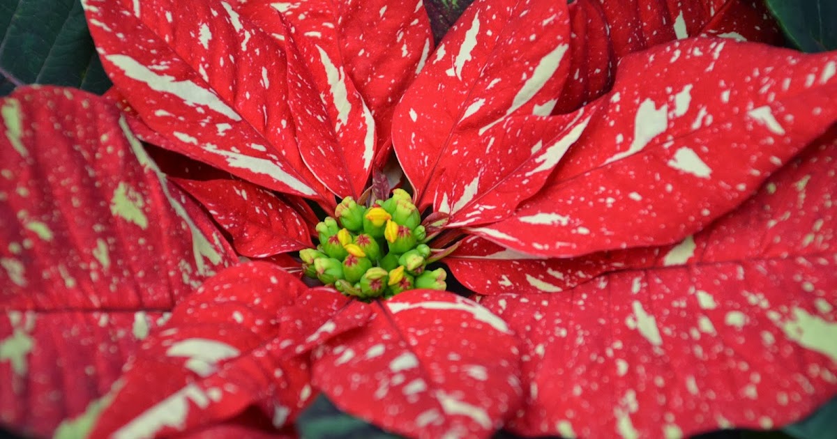 WHY IS MY POINSETTIA DROPPING ITS LEAVES? The Garden of Eaden