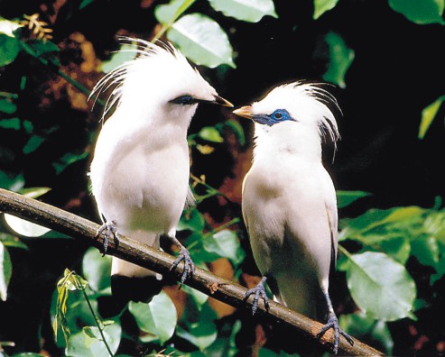 Burung Jalak Bali