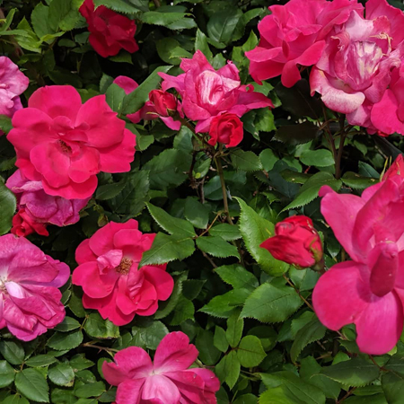 image of giant pink rose blossoms