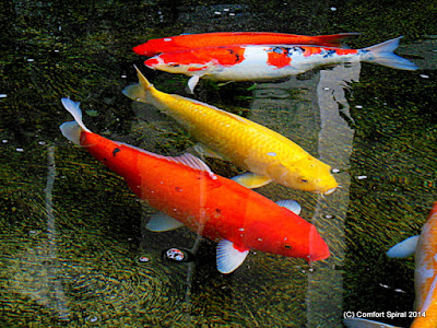koi-pond-maui-5.jpg