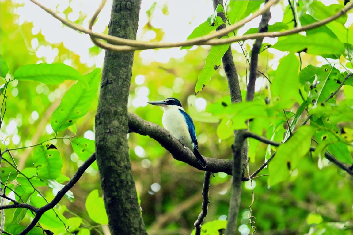    Kingfisher bird in Sangalaki island   