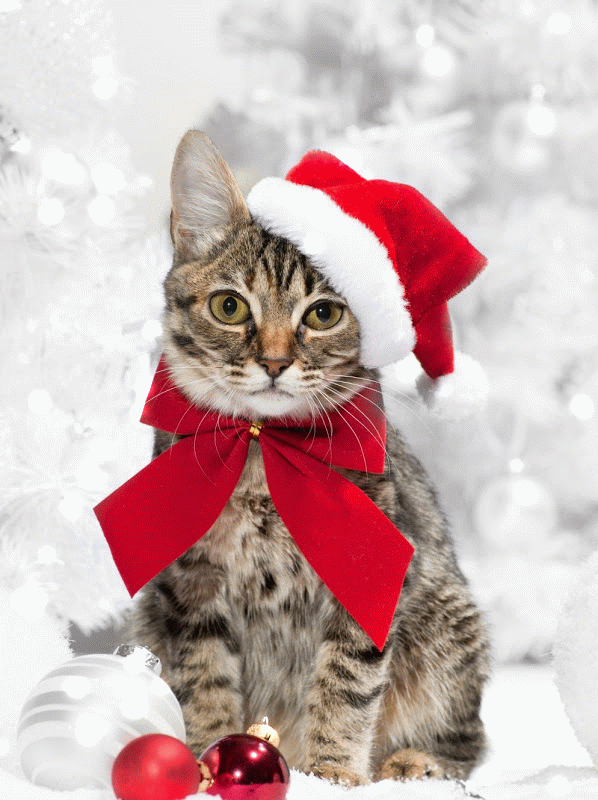 Christmas Cat Gif 