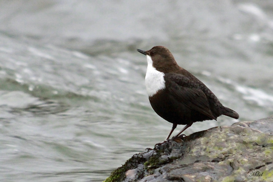 Cuaderno del Migue: El rio, ese patio trasero.