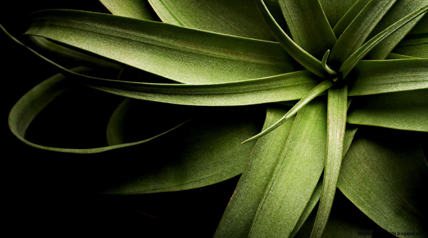 Dell XPS Wallpaper 1920x1080   WallpaperSafari