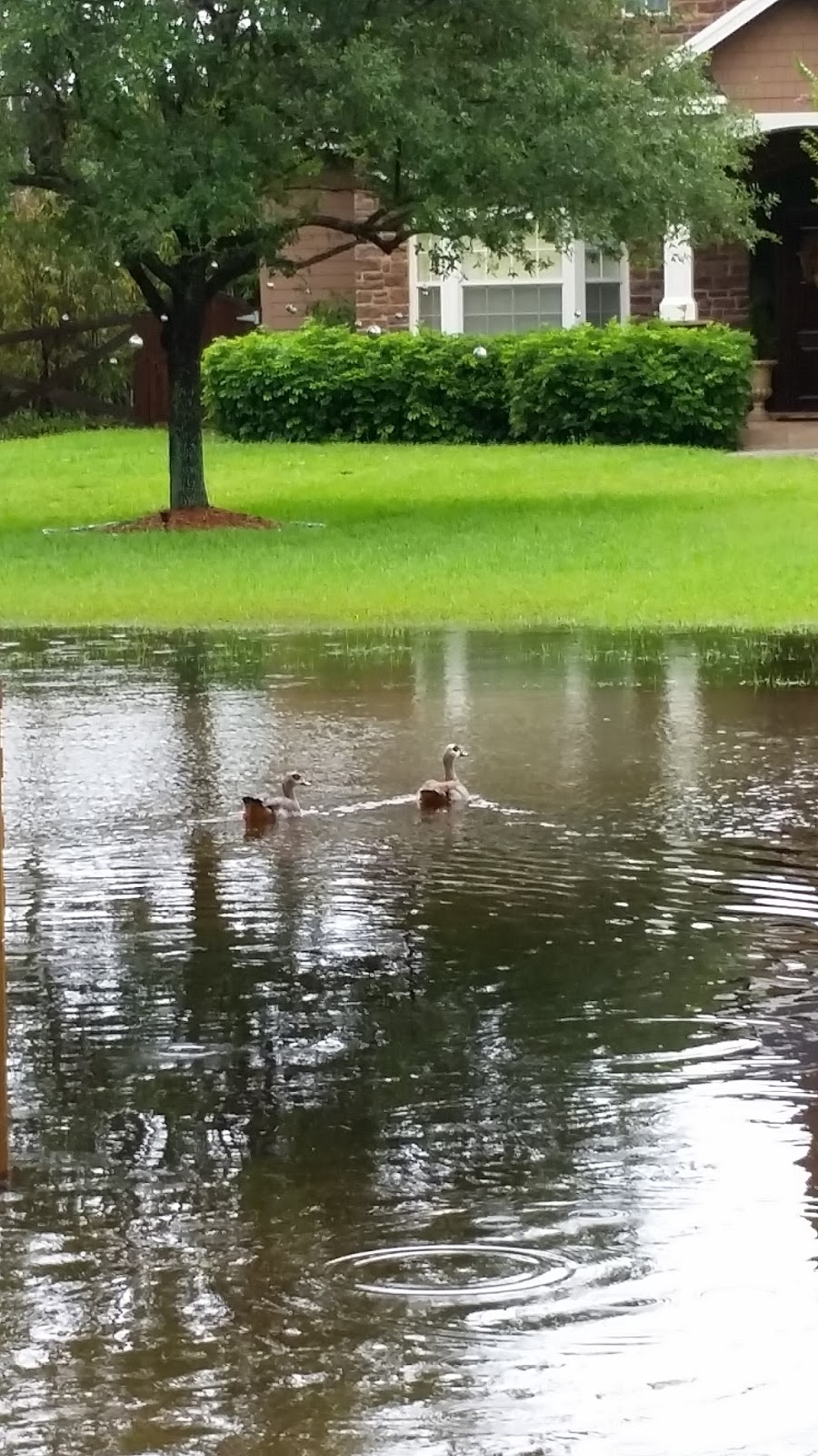 Eclectic Red Barn: Ducks swimming in my driveway
