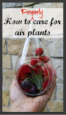 How to | air plants