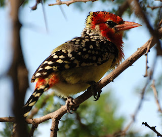 Red-and-Yellow Barbet