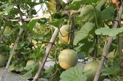 Cara Menanam Melon Secara Vertikal