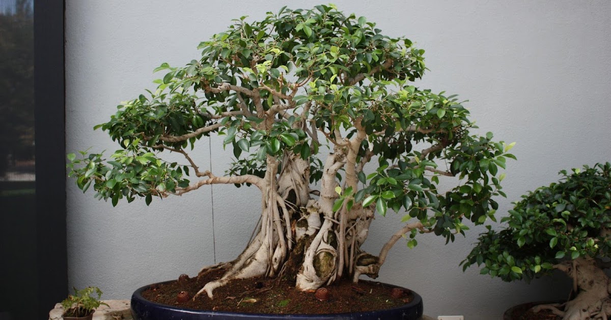 Bonsai Kelapa Yang Paling Mahal