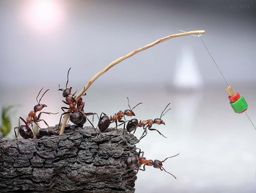 Andrey Pavlov. Historias de Hormigas (Ant Tales)