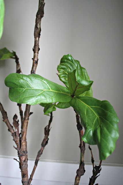 empty branches on fiddle leaf