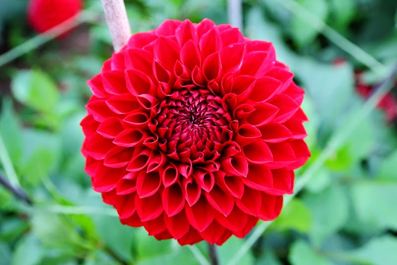 Dahlia Update Part II