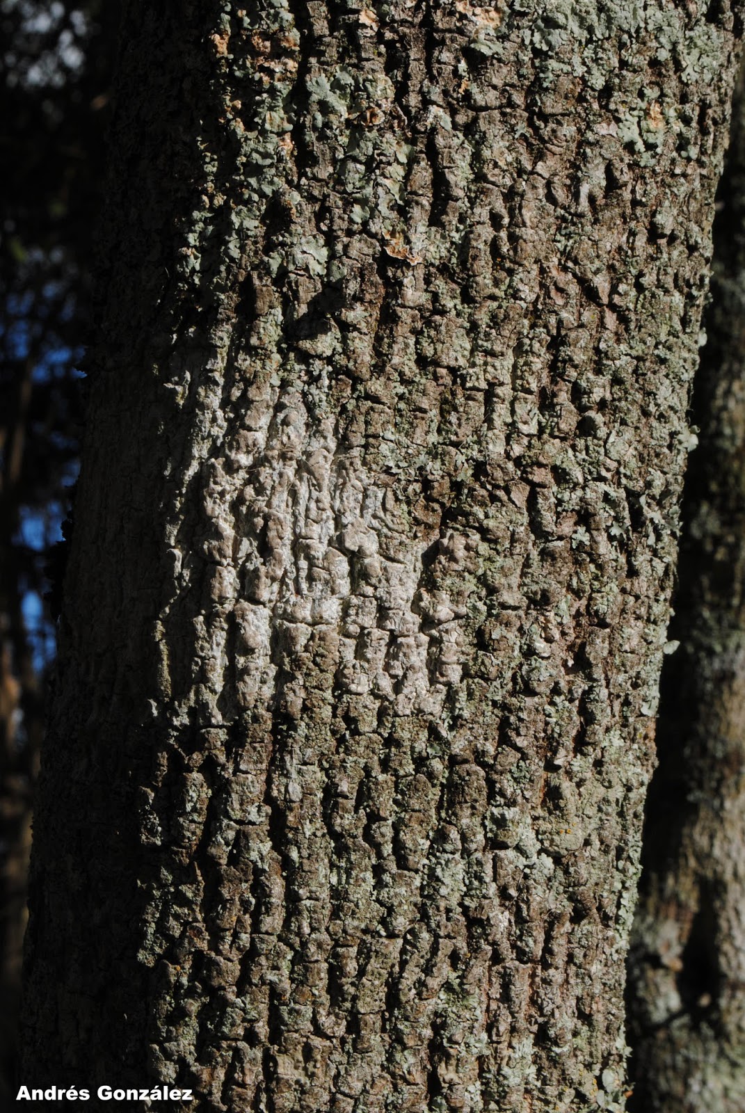 FOTOS DE FLORA NATIVA Y ADVENTICIAS DE URUGUAY Condalia buxifolia
