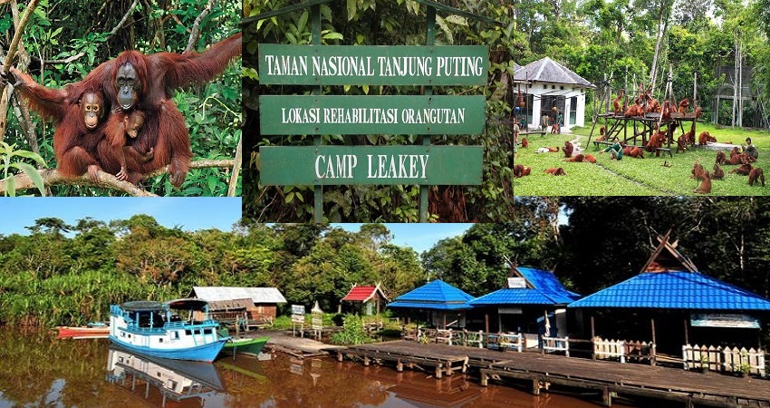 Taman Nasoinal Tanjung Puting Wisata Orang Utan Terbesar
