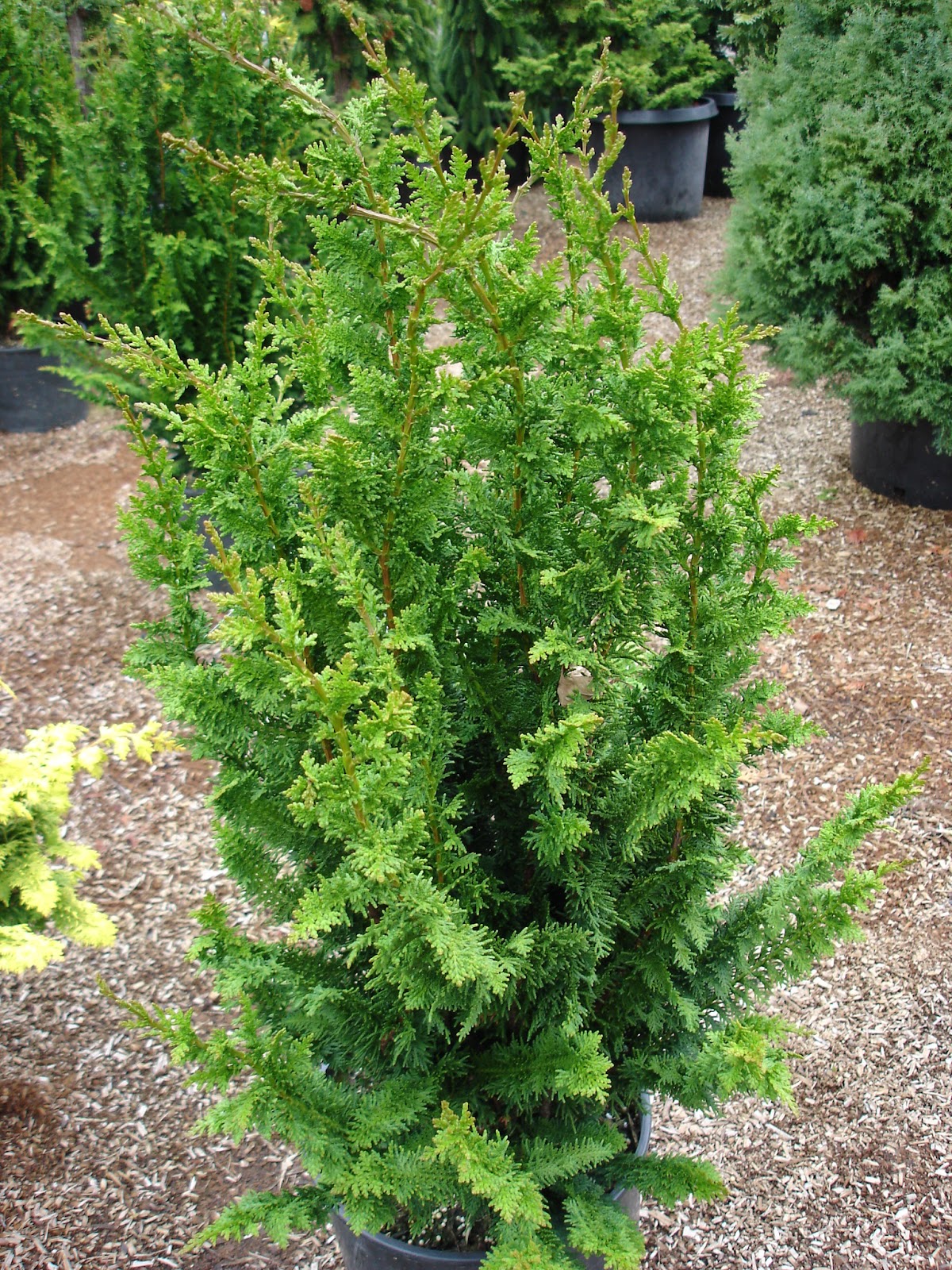 The Outlaw Gardener Vassey Nursery A family affair