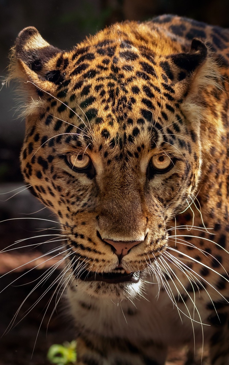 Face of a jaguar up close.