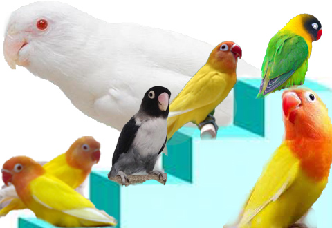 Menjelajah Dunia Lovebird Online: Panduan Lengkap Memilih Situs Jual Beli yang Terpercaya