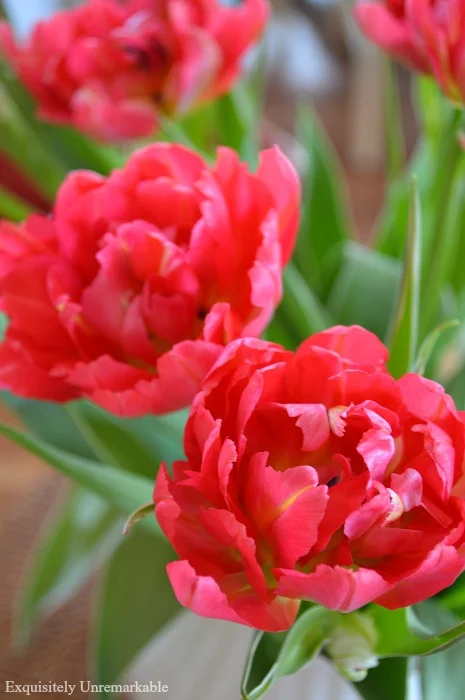 Why I Love Tulips And Find Out Which Ones Last Longest