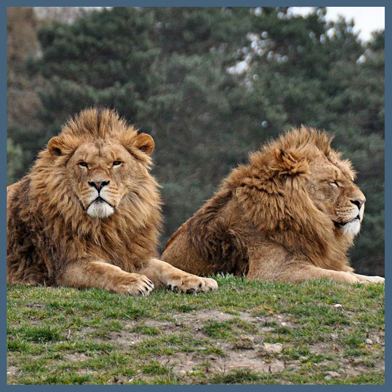 лев по французски. лев лева лион лёв. французский лев. Homosexuality lions. обои львы иллюминационные.