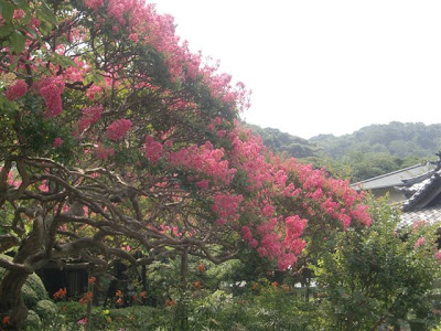 �Ɋy���̃T���X�x��