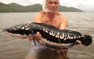 Mancing Gabus Monster Kelaparan Di Parit Tengah Hutan Youtube