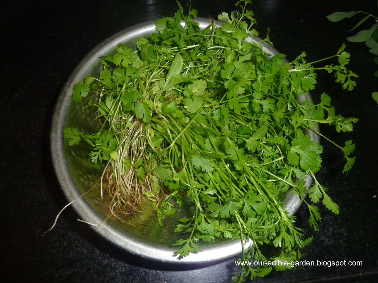 Our Edible Garden Harvesting Coriander & Mint
