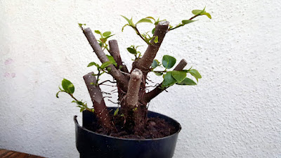 ficus microcarpa cutting cutting for bonsai