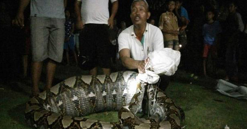 The serpent Python Eating a Human Life lived in Indonesia - Aktual88 News