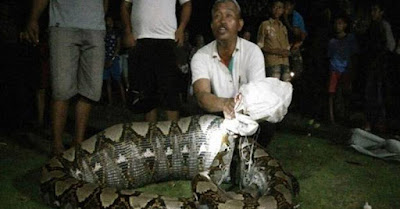 The serpent Python Eating a Human Life lived in Indonesia