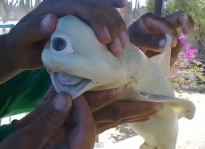 World Sharks News Mexico Strange Cyclops Shark Caught