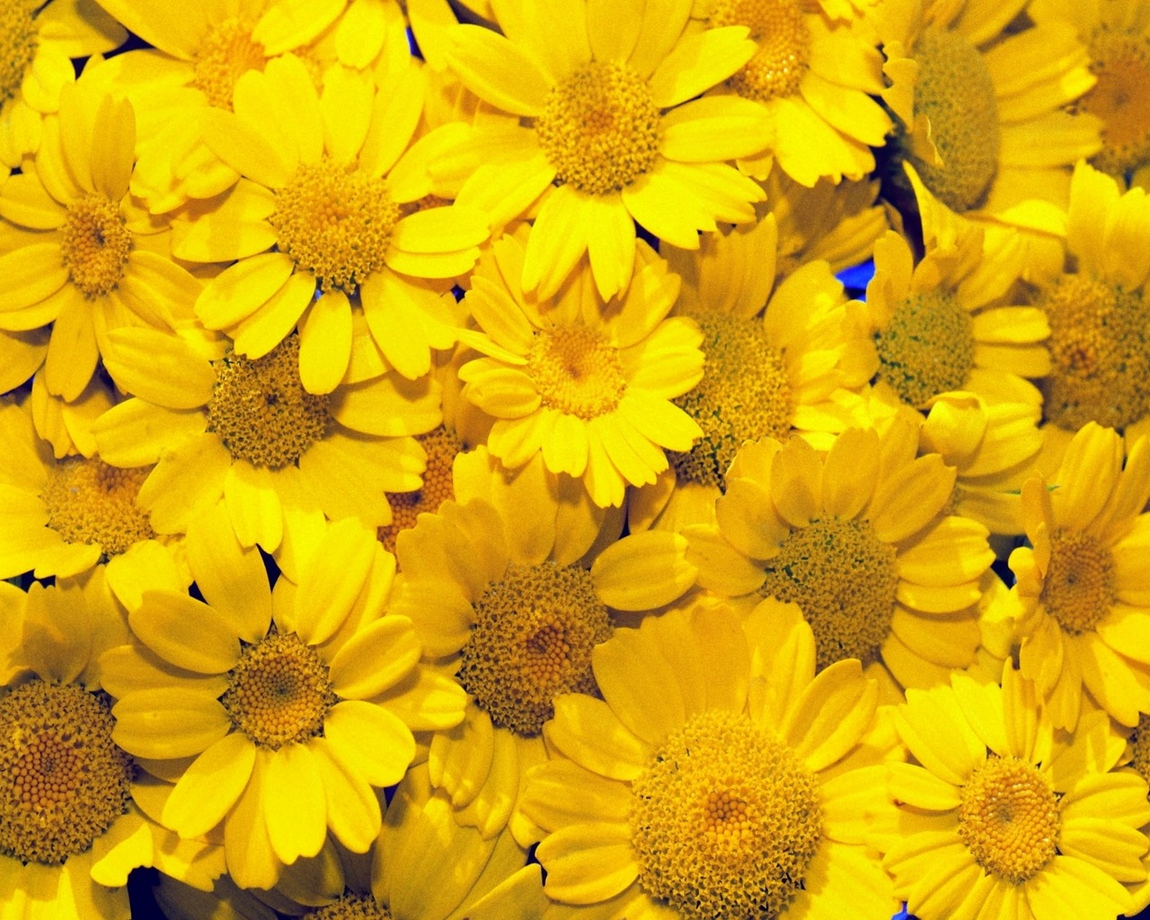 Beautiful Wallpapers of Flowers