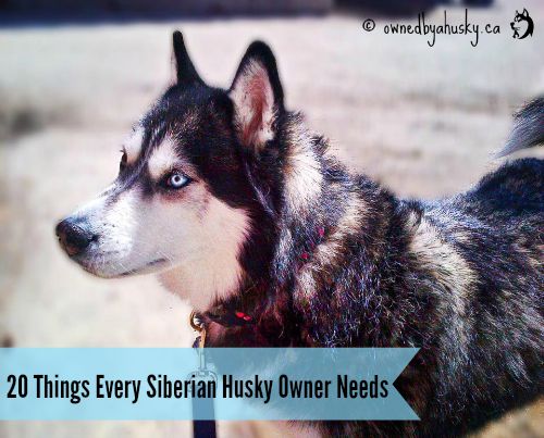 20 Things Every Siberian Husky Owner Needs - Part 1