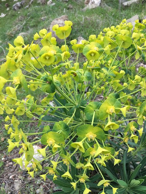 yukselenistengel blogspot com