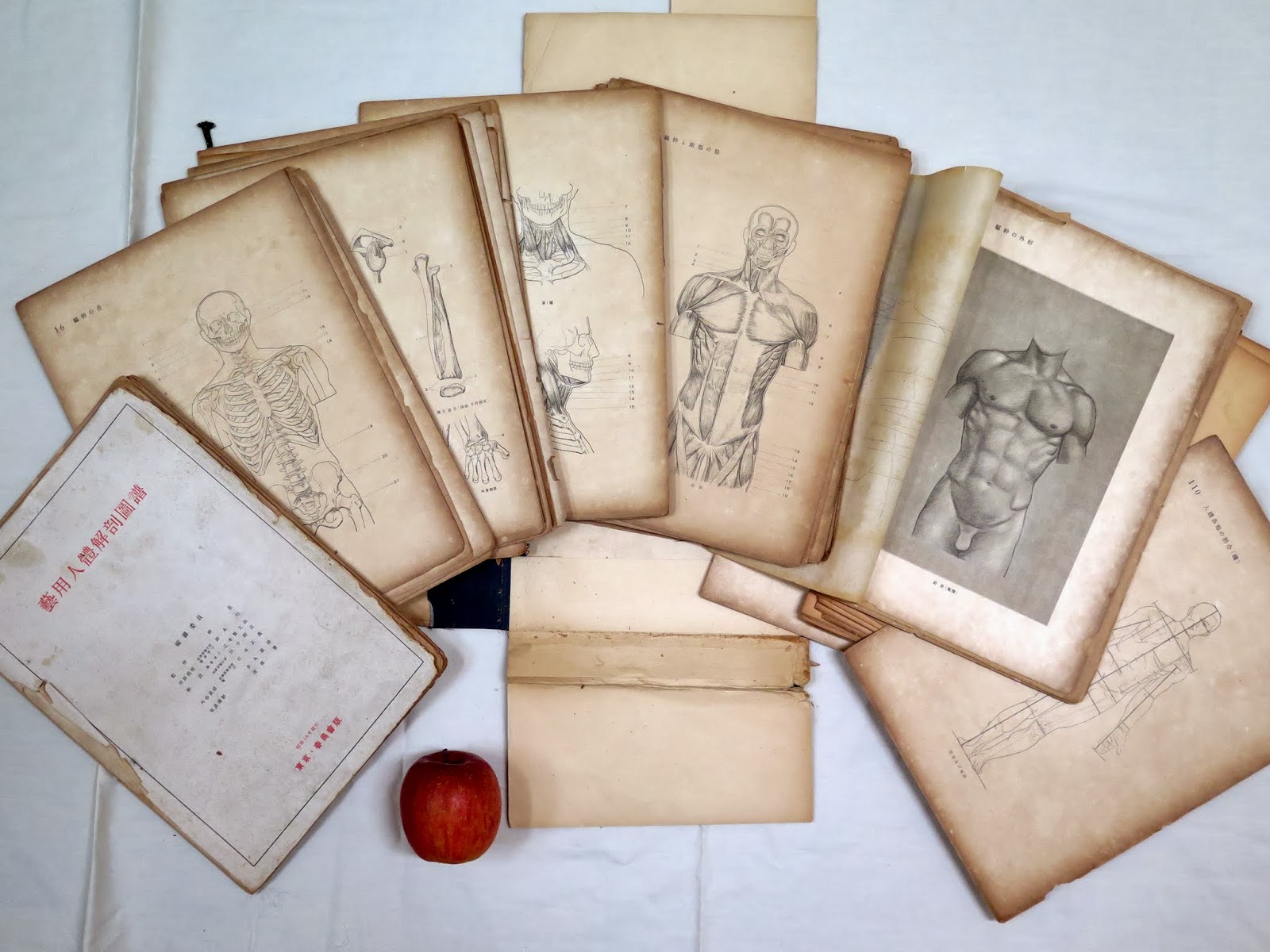 Atelier LA PORTE Blog: 美術解剖学を学ぶ