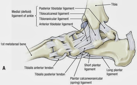 Diagram Of Foot Ligaments 116