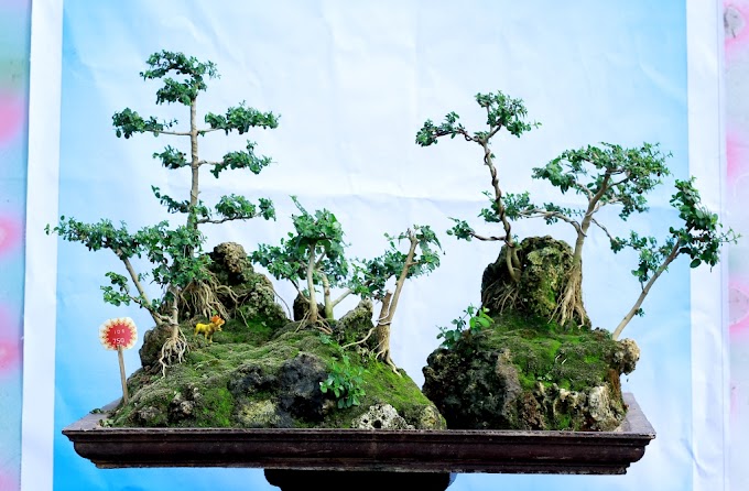 Ciri-ciri tanaman Bonsai Sancang