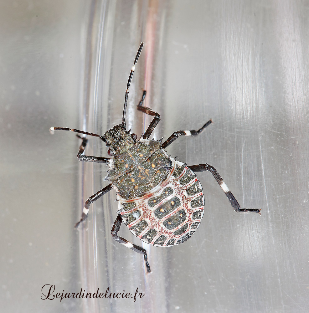 Halyomorpha halys,la punaise diabolique, une nouvelle invasive — free download