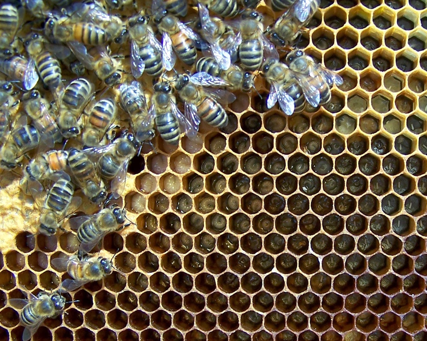 Hive. The Hive. Beehive Oxford. Hive Cells. Hive Organism.