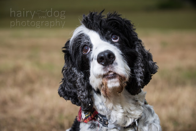 Dog portrait photography outdoors by Jamie Emerson