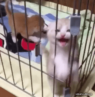 412576bc9fb7a268044fb21c194f1a45.gif