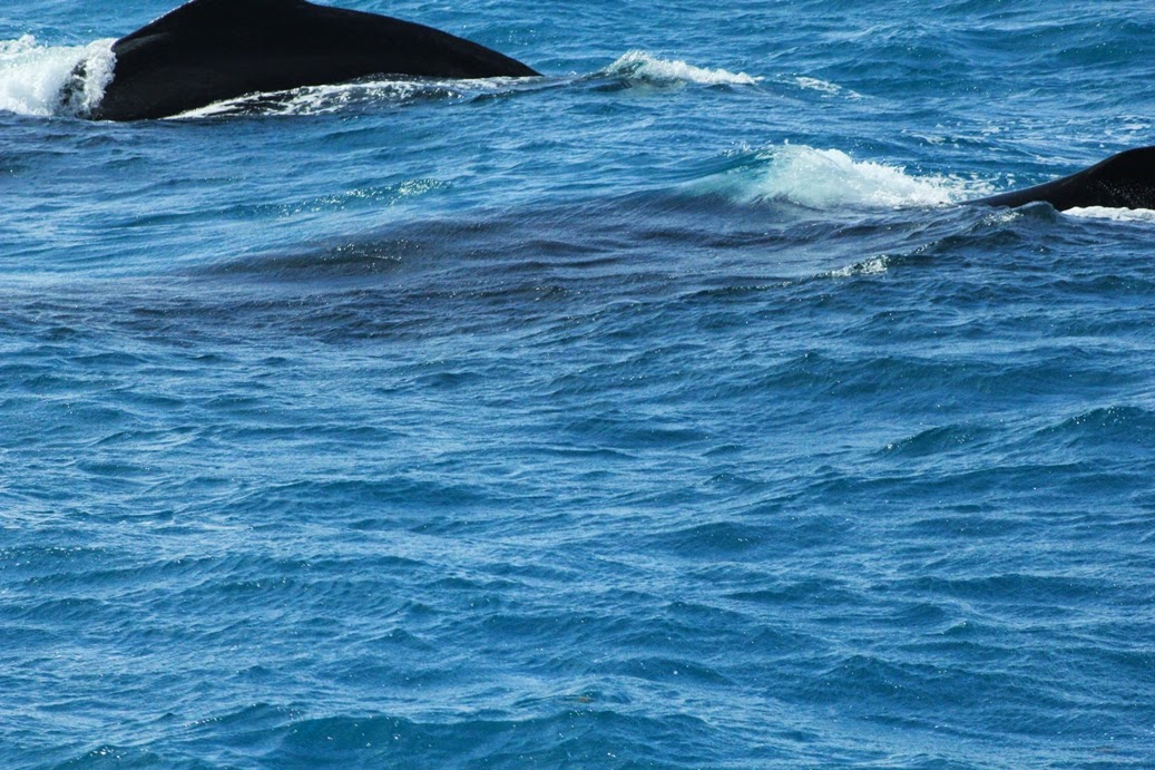 whales brazil bahia abrolhos