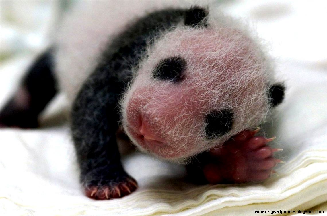 Newborn Panda Bear | Amazing Wallpapers