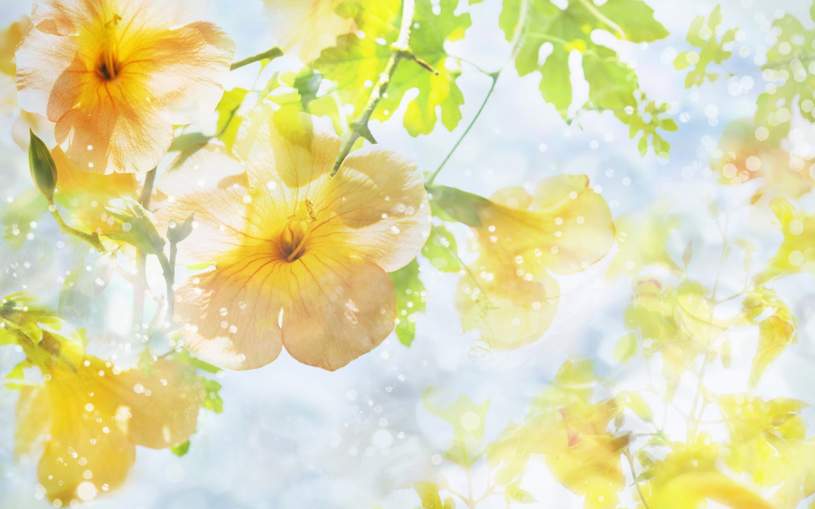 Natural Flower Wallpaper | Top HD Wallpapers