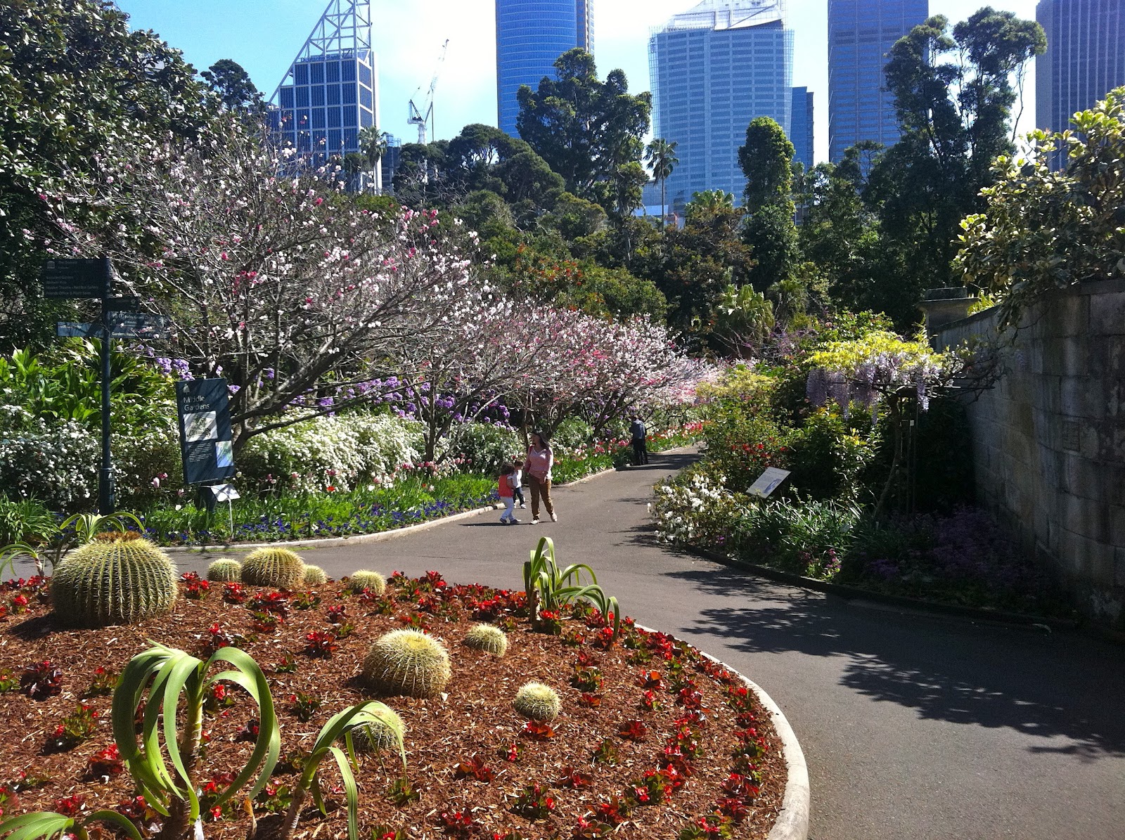 My Darling Darlinghurst: Across the Border: Central Sydney: Plant Life ...
