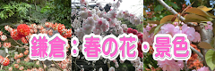 鎌倉：春の花・景色