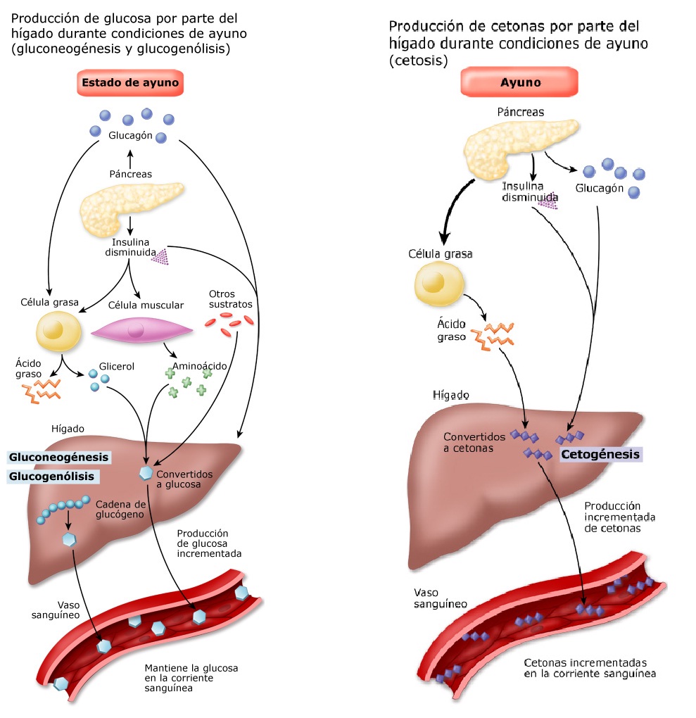 SI SE CURA LA DIABETES El hígado y el Azucar almacenada SI SE CURA LA DIABETES El hígado y el Azucar almacenada