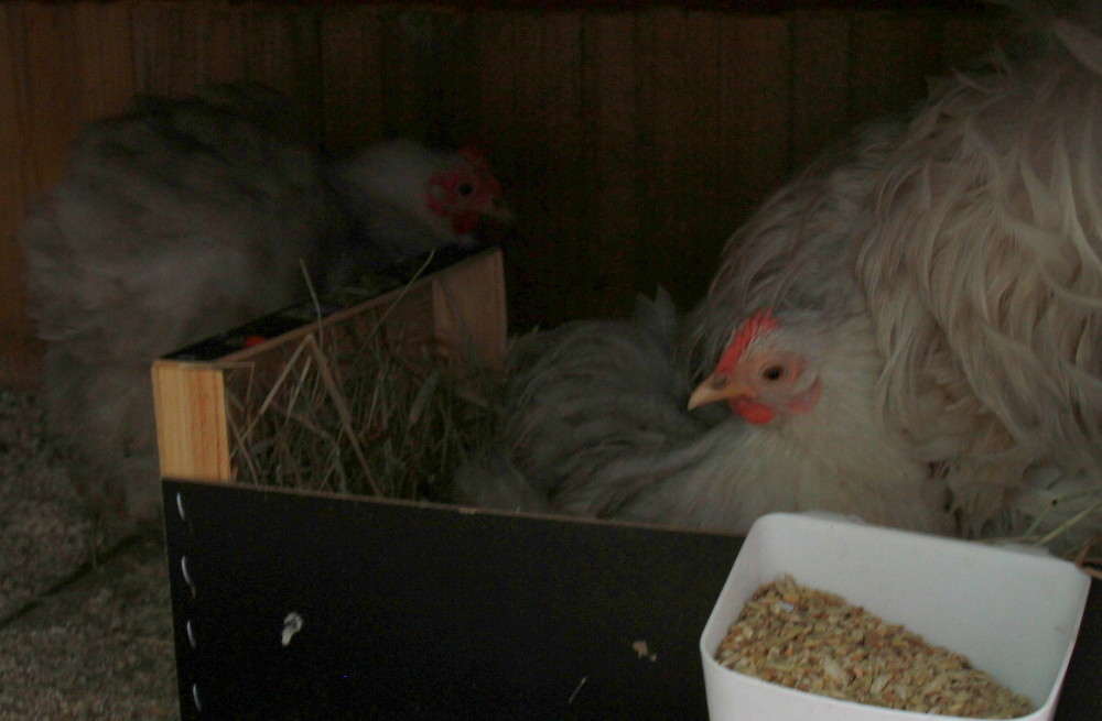 www suku puoli videous